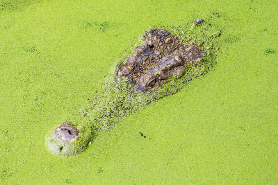 High angle view of crocodile in water