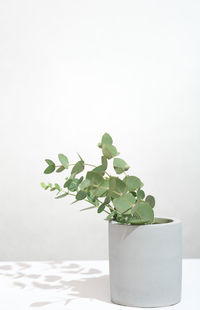 Close-up of potted plant against white background