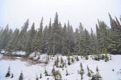 Snow covered trees in forest