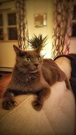 Portrait of cat relaxing on bed at home