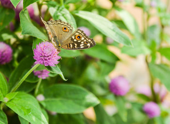 Close-up of butterfly on flower