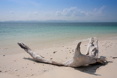 Driftwood on beach against sky