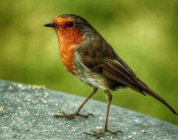 Close-up of bird perching on branch