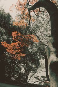 Low angle view of trees in forest during autumn