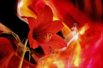 Close-up of red rose flower