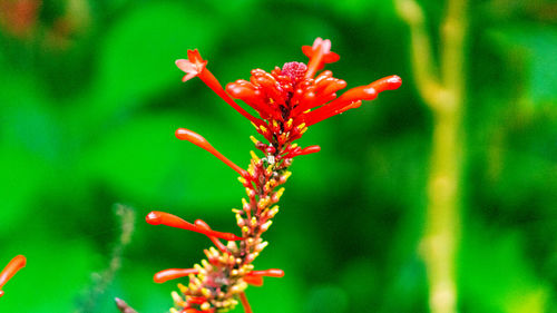 Close-up of red flowering plant