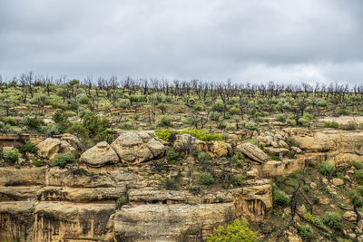 Plants growing on land against sky