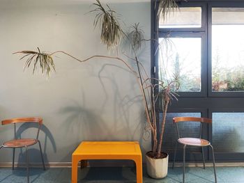 Potted plants on table by window at home