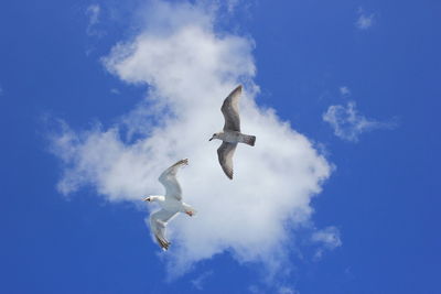 Low angle view of bird flying against sky