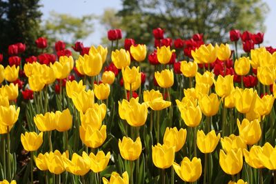 Detail shot of flowers
