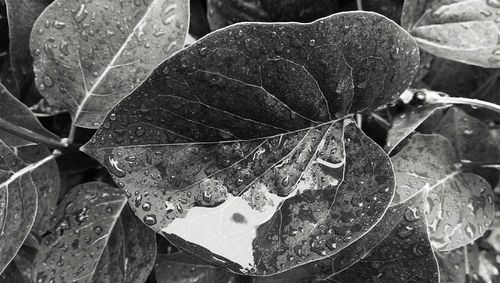 Close-up of water drops on leaves