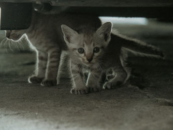 Portrait of kitten on carpet