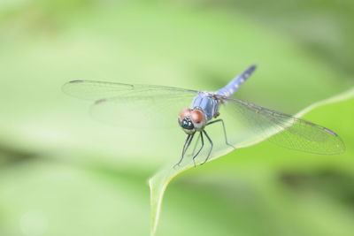 Close-up of butterfly