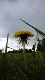 Yellow flowers growing in field