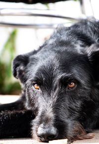 Close-up portrait of black dog