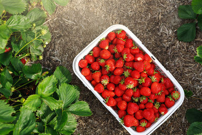 High angle view of strawberries