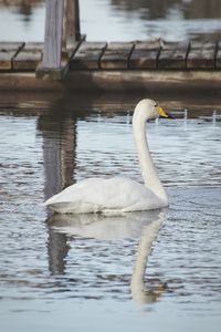 Swan swimming in lake