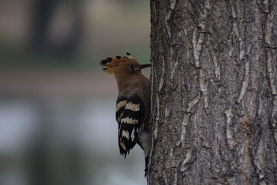Close-up of squirrel on tree trunk