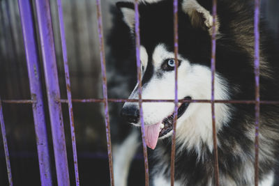 Close-up of dog in cage
