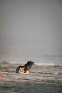 Baby seal in waves