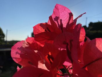 Close-up of red flowering plant against sky