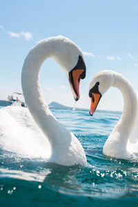 Two swans swimming in sea at lake garda italy