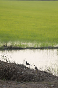 View of birds in lake