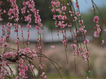 Close-up of pink cherry blossoms in spring