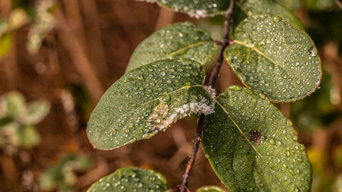 Close-up of wet plant leaves