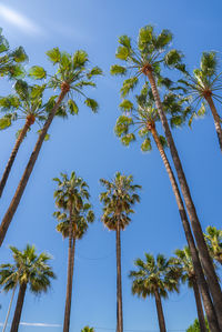 Low angle view of palm trees against sky