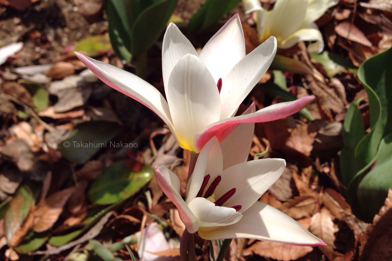 flower, petal, fragility, flower head, freshness, growth, beauty in nature, leaf, close-up, blooming, single flower, nature, stamen, pollen, focus on foreground, white color, high angle view, plant, in bloom, blossom