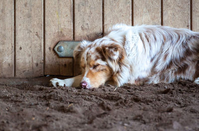 Close-up of dog lying down