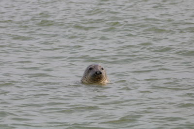 Duck swimming in sea