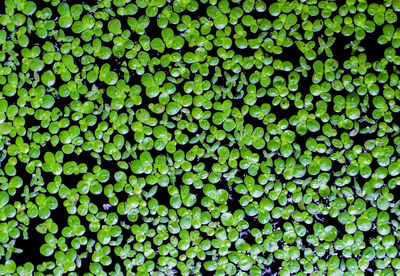 Full frame shot of green plants