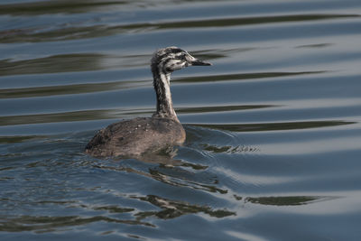 View of duck swimming in lake