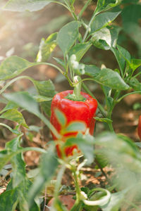 Close-up of red leaves