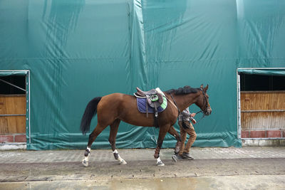 Full length of horse in stable