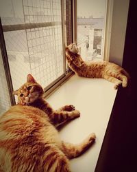 High angle view of cat sitting by kitten