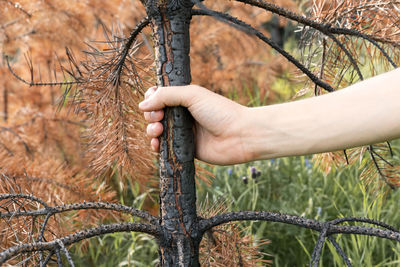 Male hand touching trunk of burnt pine tree  yellow crown after fire drought climate change forest 