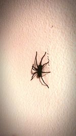 Close-up of spider on wall