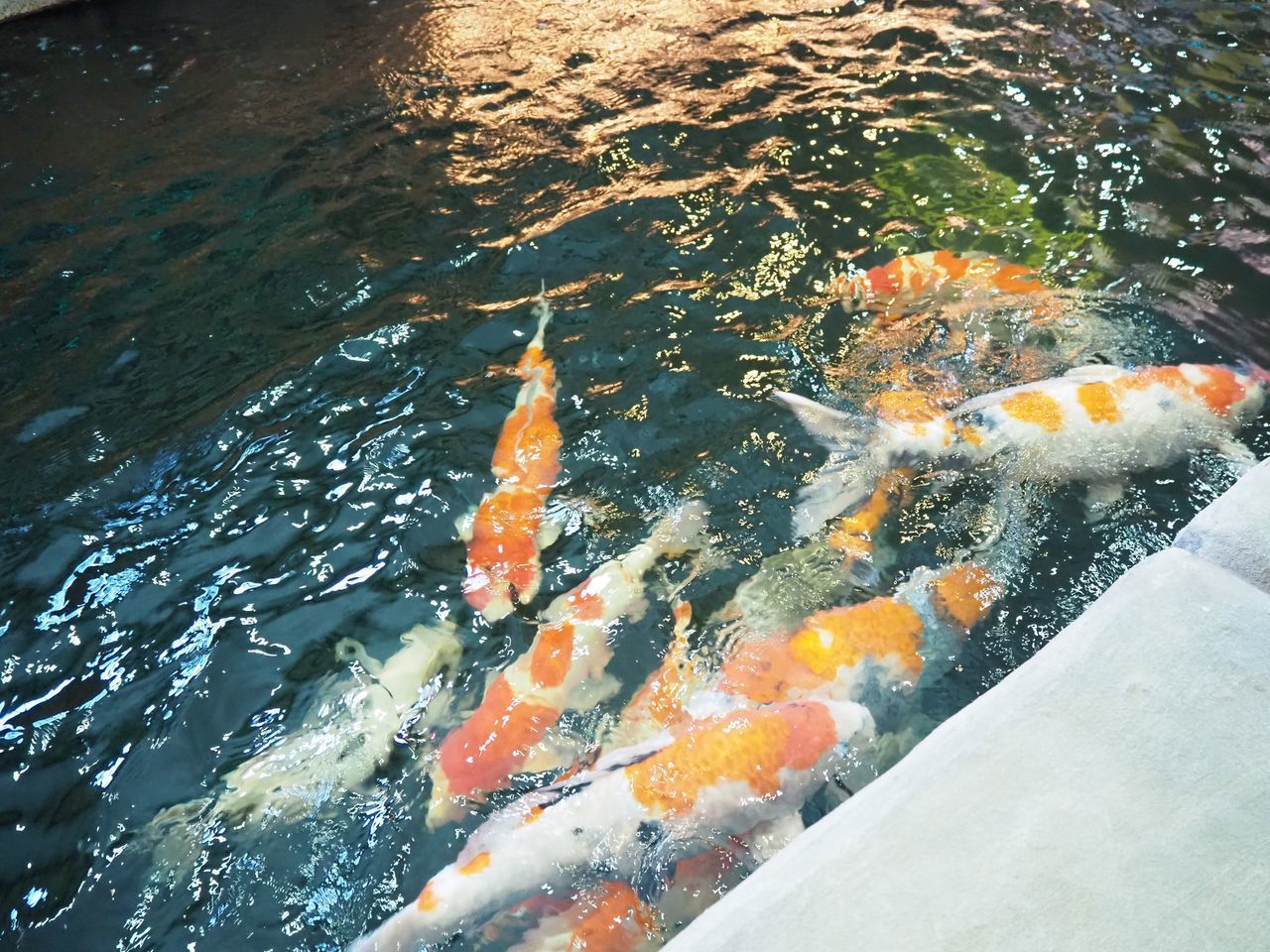 HIGH ANGLE VIEW OF FISH SWIMMING IN LAKE