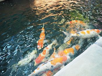 High angle view of koi carps swimming in lake