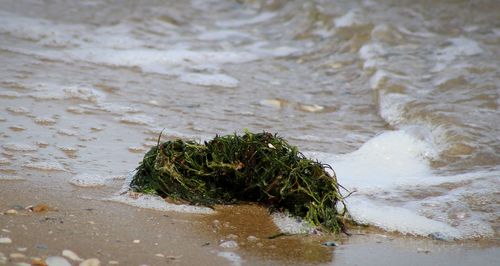 Plants growing in water