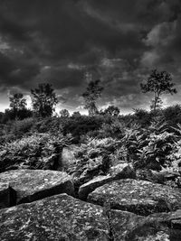 Trees against cloudy sky