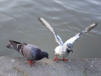 High angle view of seagulls on lake
