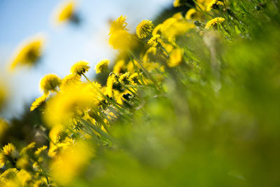 Close-up of yellow flowers against sky