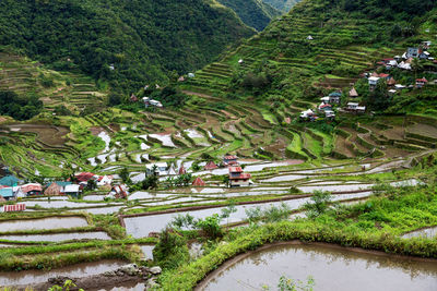 High angle view of rice paddy on field