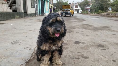 Dog on road