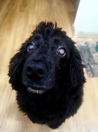 Close-up portrait of dog at home