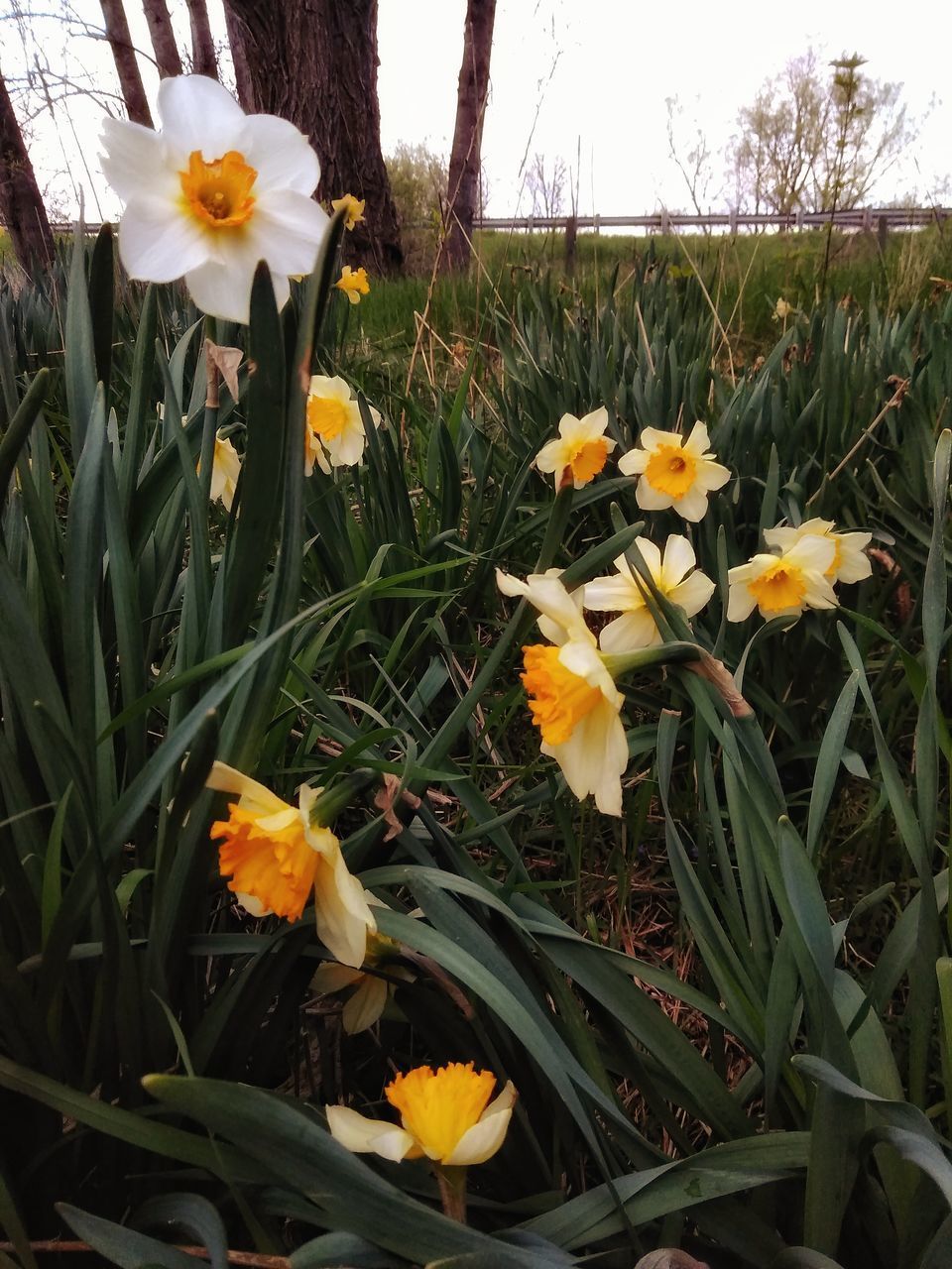 CLOSE-UP OF FRESH YELLOW DAFFODIL FLOWERS IN FIELD